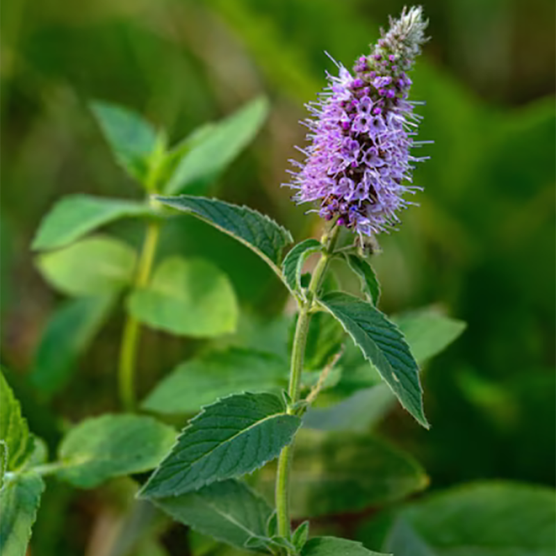 Био Етерично Масло от Мента Дива Armina